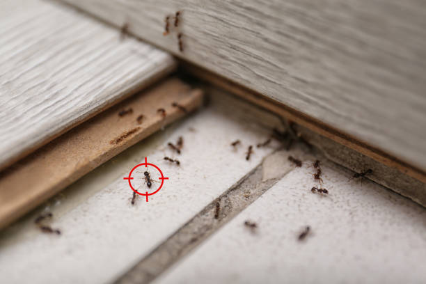 Best Pest Prevention Services  in Saybrook On The Lake, OH